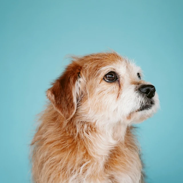 Petzone